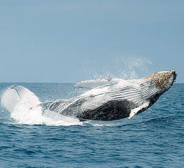 Puerto Lopez whales 